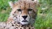 2 Cheetah Cubs In Kuno National Park Die Due To 'Dehydration'