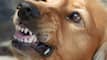 Retired Army Officer Booked For Negligence After His Pet Dog Bites Woman In Noida