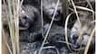 Another Cheetah Baby Dies At Kuno National Park, Number Of Cubs Drops