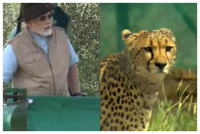 PM Modi, Cheetahs, Asiatic cheetahs, Narendra Modi, African cheetahs, Namibia, Kuno National Park, Madhya Pradesh, South Africa, KNP, Indian Air Force, Gwalior, Sheopur Narendra Modi, PM Modi, 9 years of Modi, 9 years of PM Narendra Modi, 9 Years of Modi Govt, Narendra Modi documentary, Modi documentary, BJP, BJP Campaign, BJP Mass Contact Campaign, 9 Years Of Modi Govt, Narendra Modi, NDA, Maha Jansampark Abhiyan, Lok Sabha election, Lok Sabha, 2024 Lok Sabha Polls, BJP, BJP Mass Contact Campaign, 9 years of modi govt, 2024 Lok Sabha polls, India Growth, Economy, Defense, Health, Education, modi report card, pm modi report card