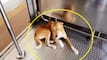 Viral Video: Dog Uses Mumbai Local Train Daily To Travel From Borivali To Andheri; Internet Is Amazed