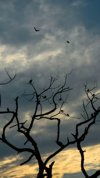 IMD Weather Update: Heavy Rainfall Alert In These States