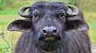 Buffalo Theft Case: 58 ??? ??? ???? ??? ????? ???, ????? ?? ????? ?? ??? ???? ?? ????