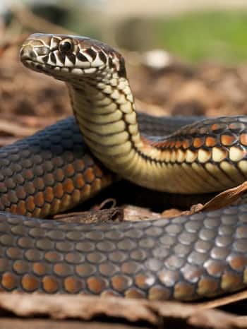 ?????? ?? ??? 10 Most Deadliest Snakes