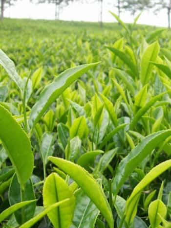 ????? ?? ??? 10 Tea Producing Countries