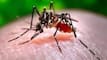 Bangladesh Dengue Outbreak: ?????????? ??? ????? ?? ???, ?? ??? ??? ???? ?????? ????? ????