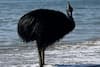 'World's Most Dangerous Bird' Spotted On Halloween Day In Queensland, Australia