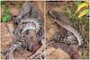 Huge Python Vs Big Komodo Dragon; This Fight Is Not For Weak Hearted: Wach It If You Can