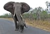 Mother Elephant Killed By Train, Baby Elephant Survives, Under Treatment: WATCH VIDEO