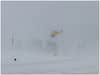 Gulmarg Avalanche: ?????-?????? ?? ??????? ??? ????????, ?? ?????? ?? ???, ?? ?????? ?? ?? ????