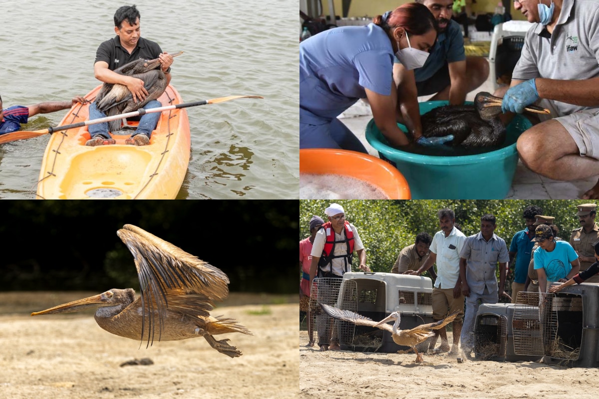 World Wildlife Day:?10 Pelicans Rescued From Chennai Oil Spill Disaster Return To Wild